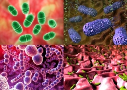 Мандалы и бактерии