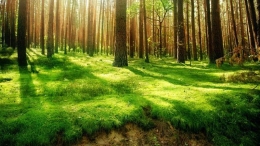 Поможет ли для подкачки энергии при закачках информации медитировать на лес?